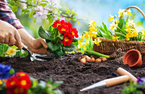 istock Planting spring flowers in the garden 1134719613