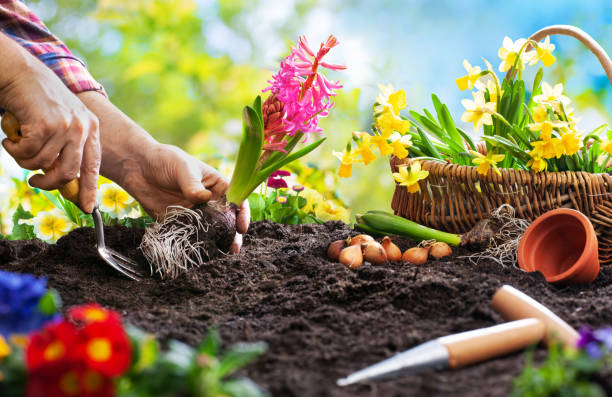 istock Planting spring flowers in the garden 1134719614