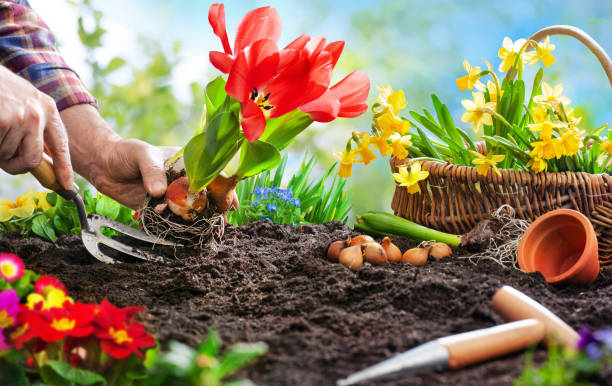 istock Planting spring flowers in the garden 1134719615