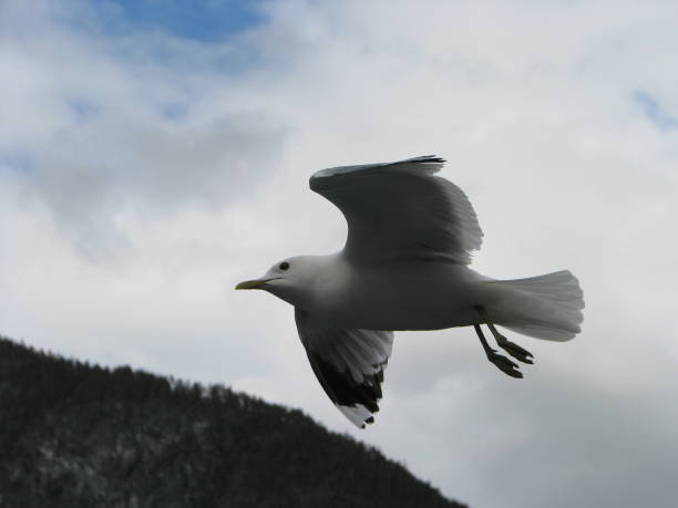 istock The lonely Norwegian seagull 1134719655