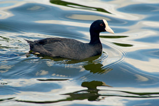 Hawaiian coot (Fulica alai) birds in a pond