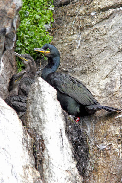 istock Cormorants in nest on rock 1134721743