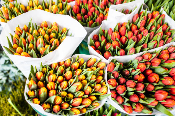 istock Tulips for sale in market 1134721910