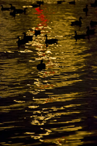 istock Ducks resting on the water in a pond at night 1134722243