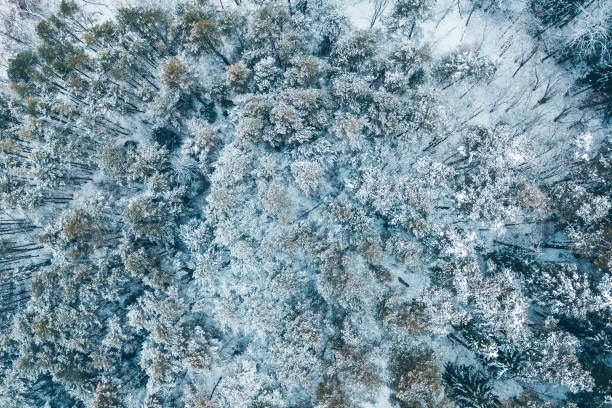 istock Full Frame Shot Of Trees In Forest 1134725812