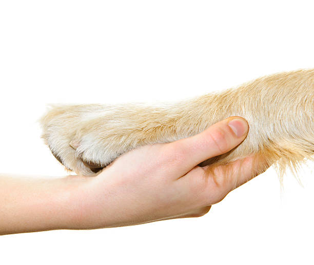 istock Human hand holding dog paw 113472686