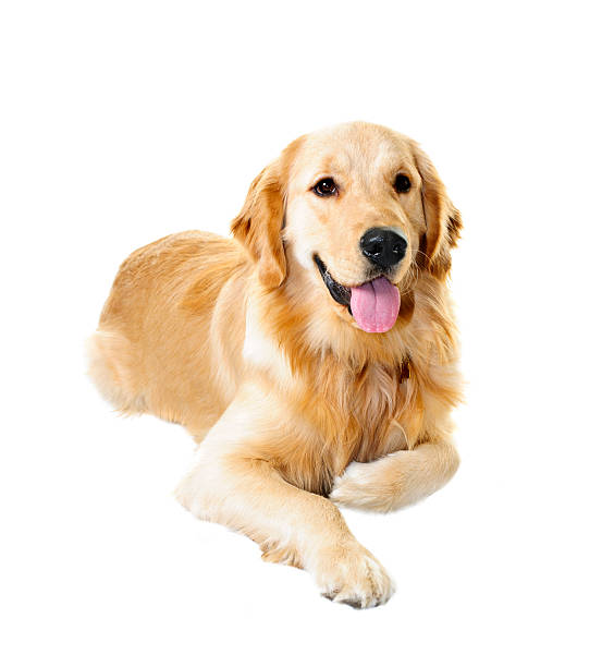 istock Golden retriever dog 113472691