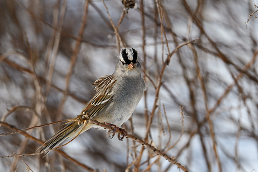 White-crowned sparrow on a cloudy winter’s day. It is a species of passerine bird native to North America.  A mature bird has a grey face and black and white streaking on the upper head.
