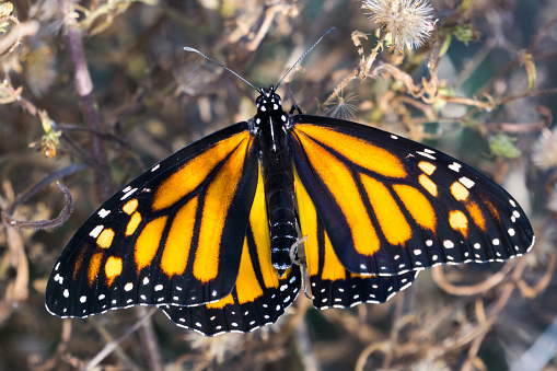 Monarch butterflies (Danaus plexippus) resting on a tree branch in their winter nesting area.\n\nTaken in Santa Cruz, California, USA