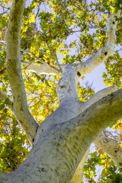 istock Western Sycamore tree (Platanus racemosa) seen from below, California 1134729584