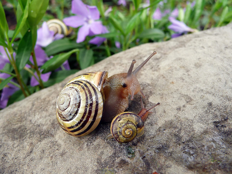 Snail - mother and baby climbing on a rock