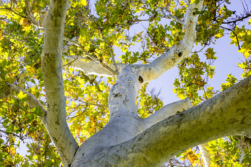 Western Sycamore tree (Platanus racemosa) seen from below, California