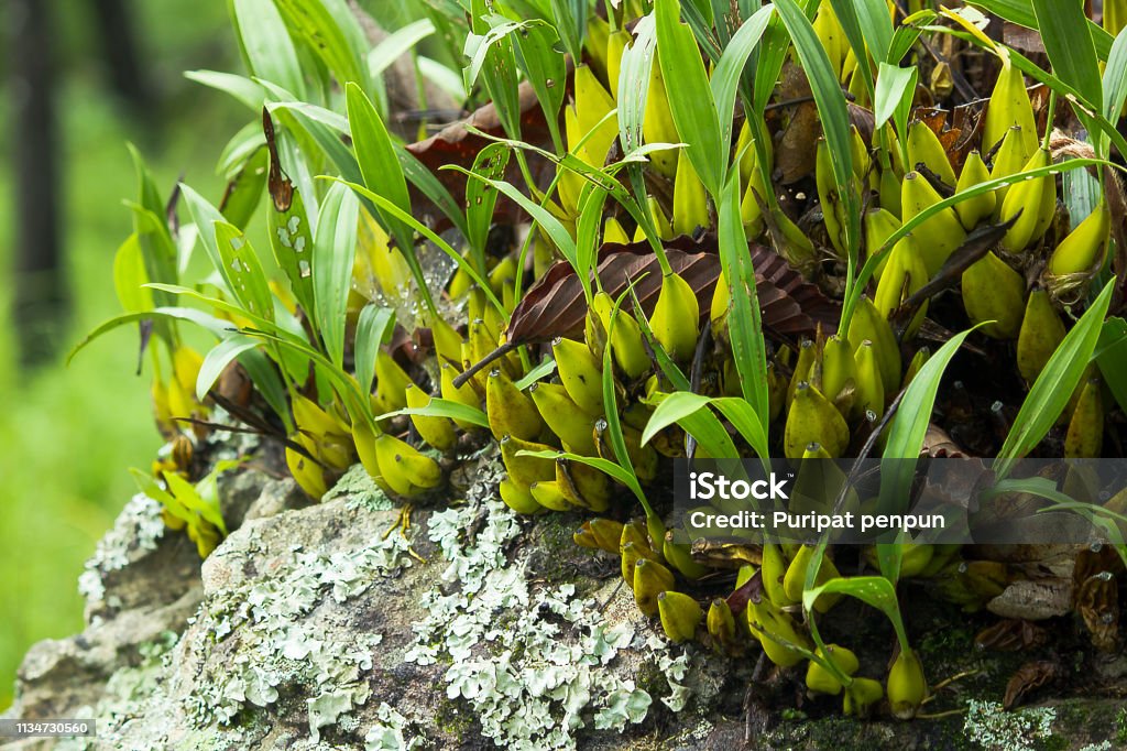 Foto de Dendrobium Orquídea Na Rocha Na Natureza e mais fotos de stock de  Amarelo - Amarelo, Beleza, Botânica - Assunto - iStock