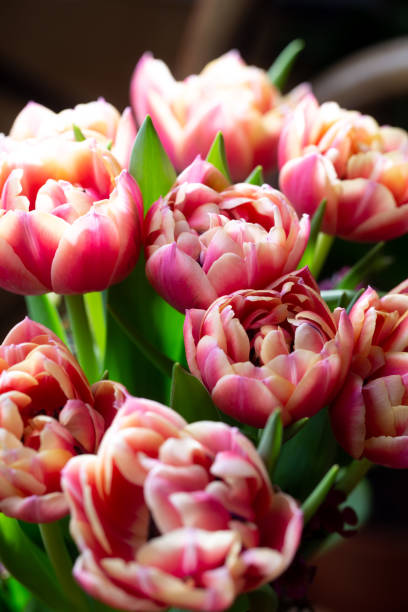 istock Tulip macro photography background with copy space 1134733013