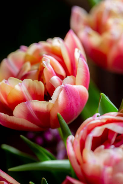 istock Tulip macro photography background with copy space 1134733215