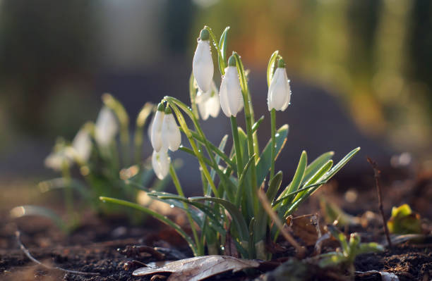 istock White snowdrops with water drops after rain 1134733914