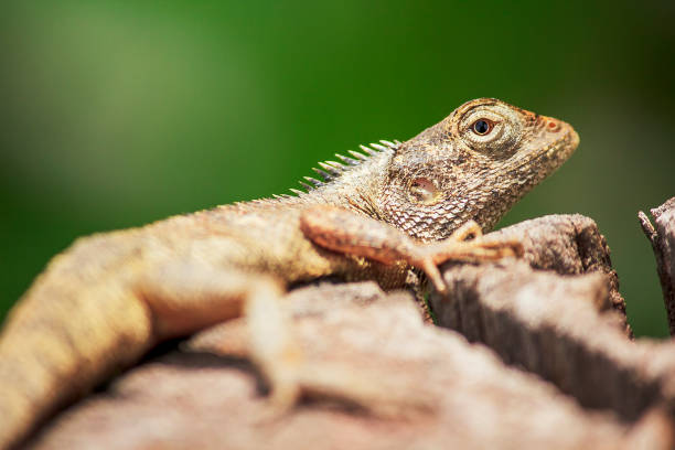 istock chameleon on the dry wood 1134734161