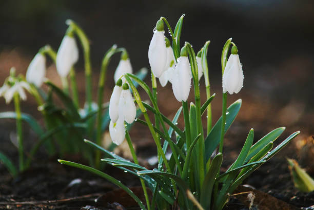 istock White snowdrops with water drops after rain. 1134734179
