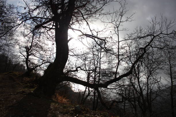 istock distressing and fairy-tale dark tree trunks. gloomy and hostile environment, wild. inhospitable nature 1134734239