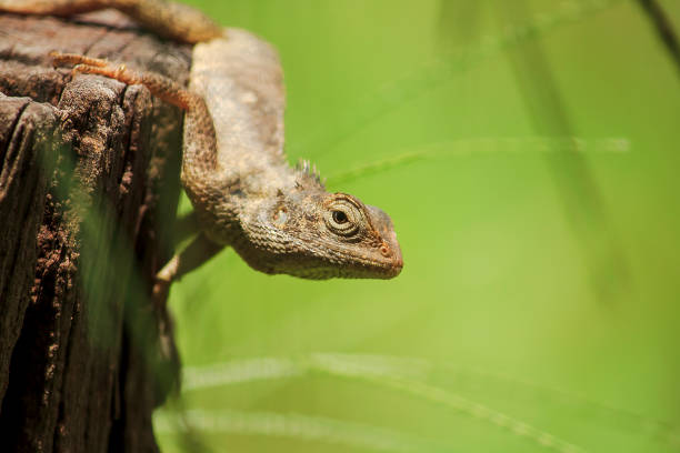 istock chameleon on the dry wood 1134734386