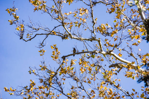 Northern flicker sitting on a western sycamore (Platanus racemosa) tree branch, Sycamore Grove Park, Livermore, San Francisco bay area, California