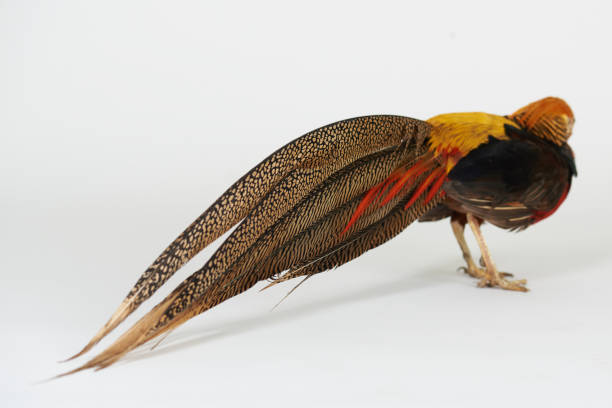 istock Brown feathers of pheasant tale 1134737816