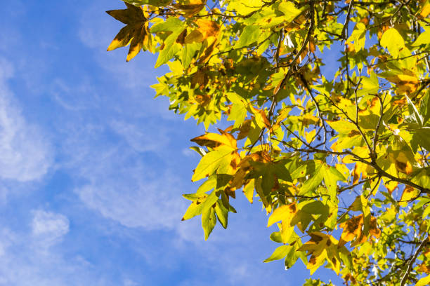 istock Western Sycamore tree (Platanus racemosa) leaves on a sky background, California 1134737907