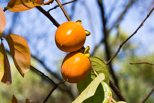 Orange persimmons hanging on tree, California