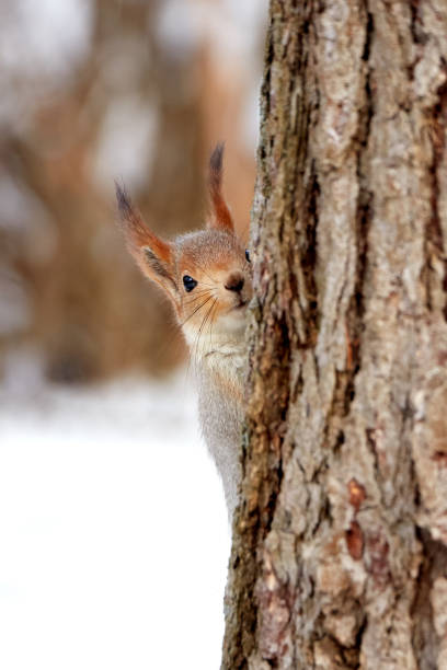 istock Red squirrel in the the park in winter 1134739108