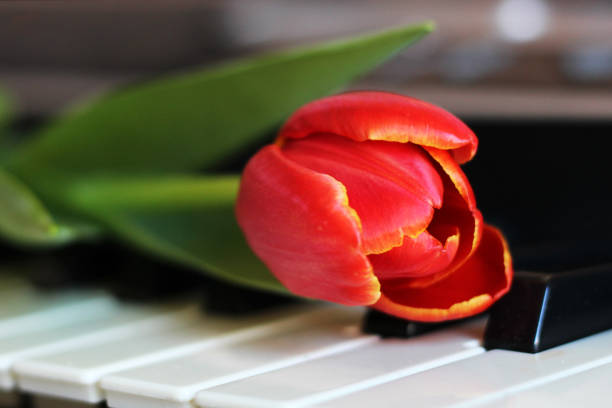 One tulip on piano keyboard