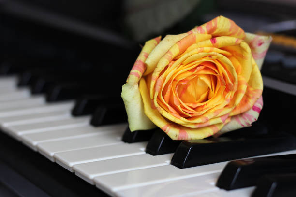 a red rose on the piano keys