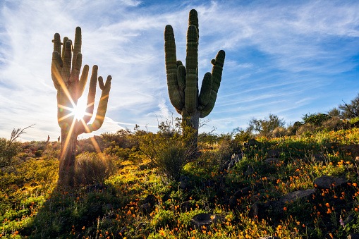 Saguaro cactus with sun rays and spring wildflowers in an Arizona desert landscape.