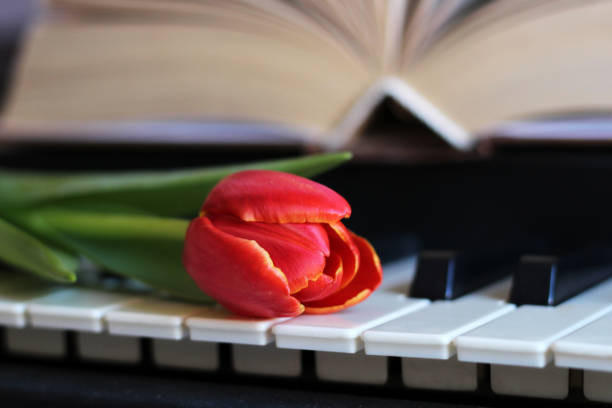 istock One tulip on piano keyboard 1134741593