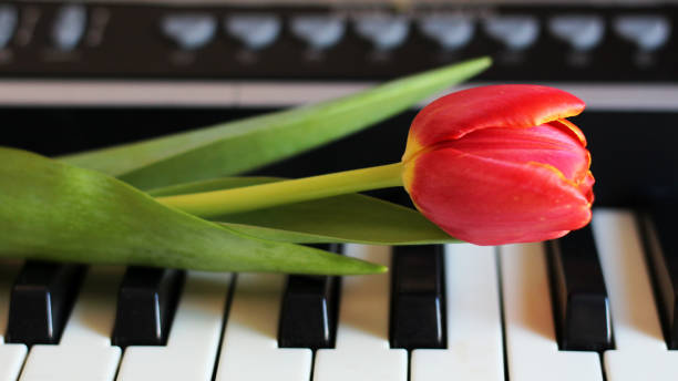 istock One tulip on piano keyboard 1134742574