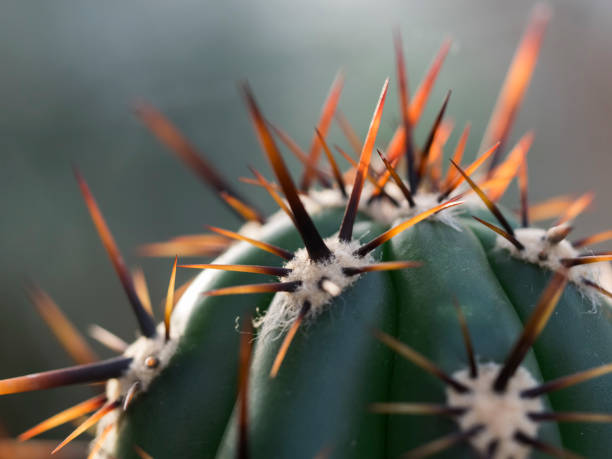 istock Orange thorns to a green cactus in sunlight. 1134743999