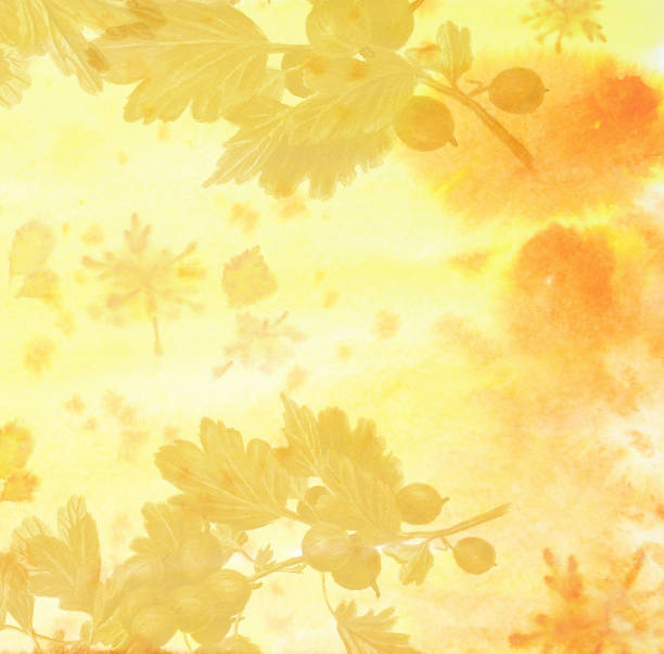 黄色の背景 - gooseberry fruit berry backgrounds点のイラスト素材／クリップアート素材／マンガ素材／アイコン素材
