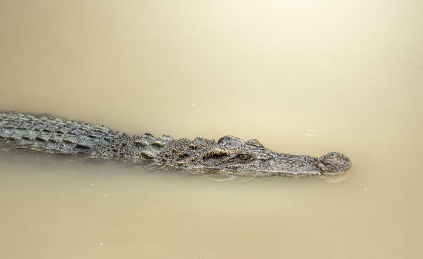 istock Crocodile in the water 1134744172