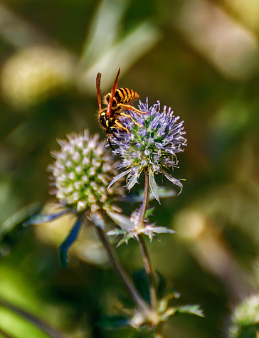 蜜と受粉ヒゴタイサイコ属を集めるスズメバチ アザミのストックフォトや画像を多数ご用意 アザミ, アロマテラピー, エリンジウム