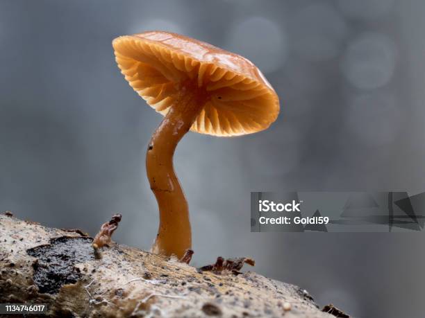 Small Mushroom Illuminated By The Sun Stock Photo - Download Image Now - Autumn, Branch - Plant Part, Close-up