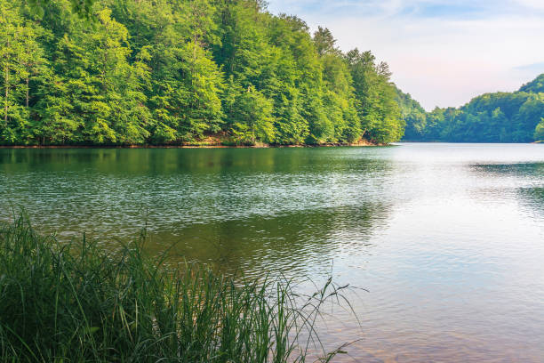 istock beautiful scenery near the lake among beech forest 1134747838