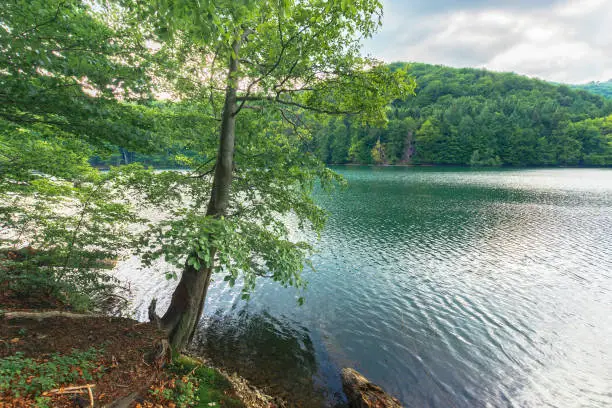 Photo of beautiful scenery near the lake among beech forest