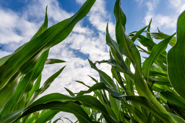 istock Fresh corn leaves against the cloudy sky 1134748413