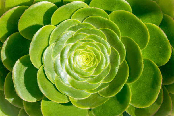 istock green succulent plant 1134749070
