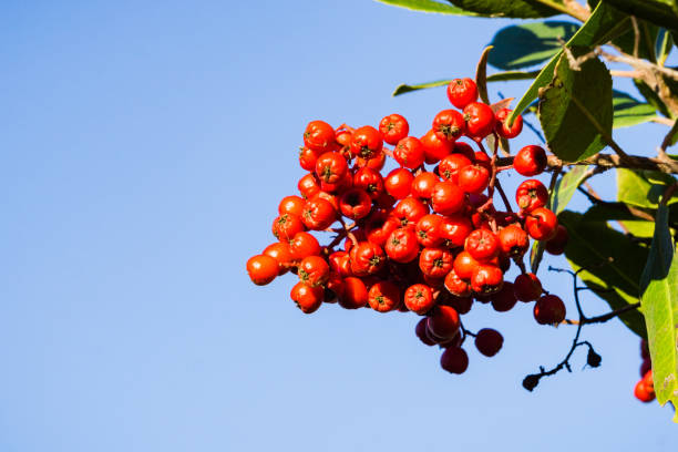 istock Bright red Toyon (Heteromeles) berries, California 1134749833