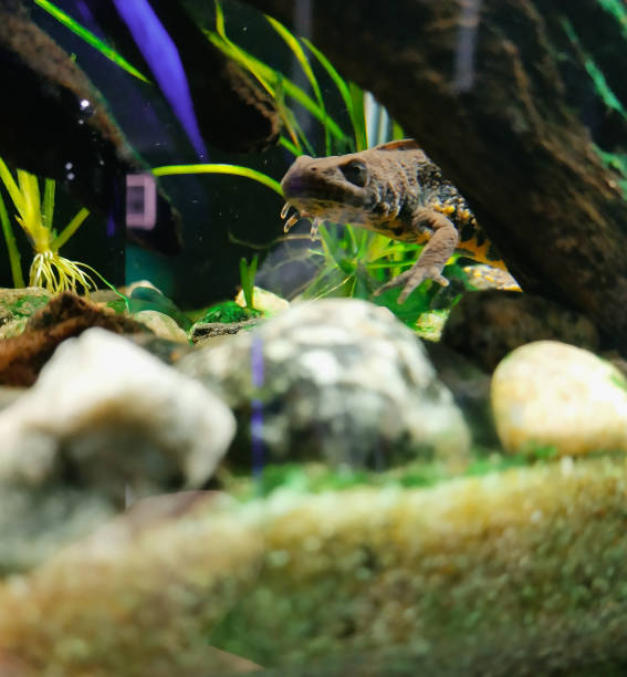 istock Newt at the fish tank 1134749948