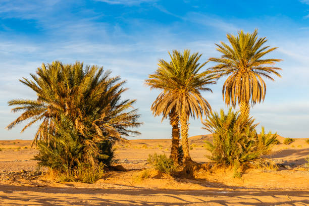 istock Palm tree in Sahara desert 1134750838