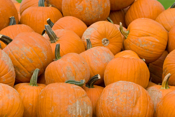 istock pumpkin harvest in autumn 1134751029