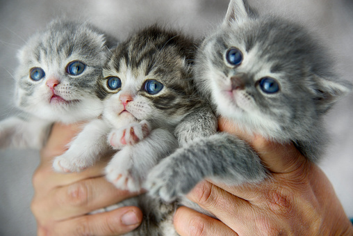 Hands holding three little cats