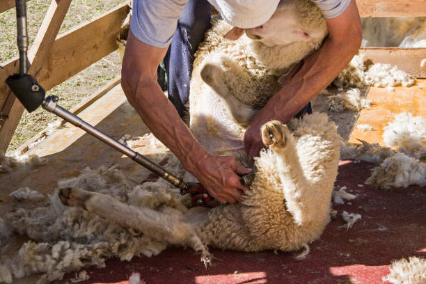 mouton tondus par l'agriculteur de moutons - shaved sheeps photos et images de collection