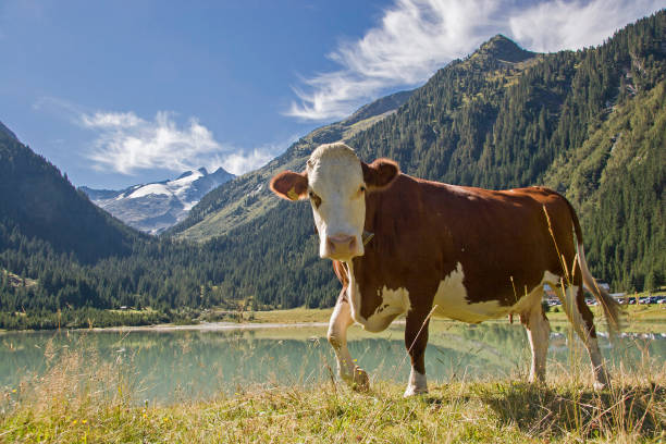 The cows spend the summer in the lush meadows around the Durlassboden storage